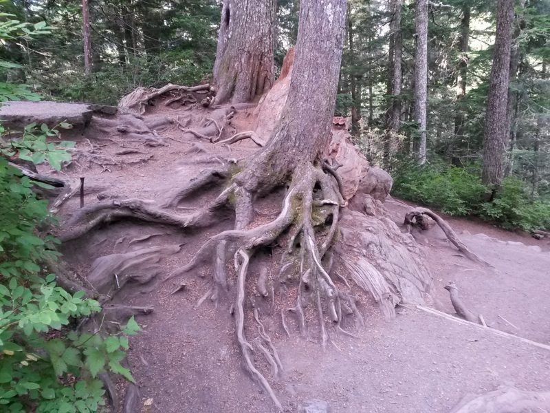 Big Trees, Big Roots