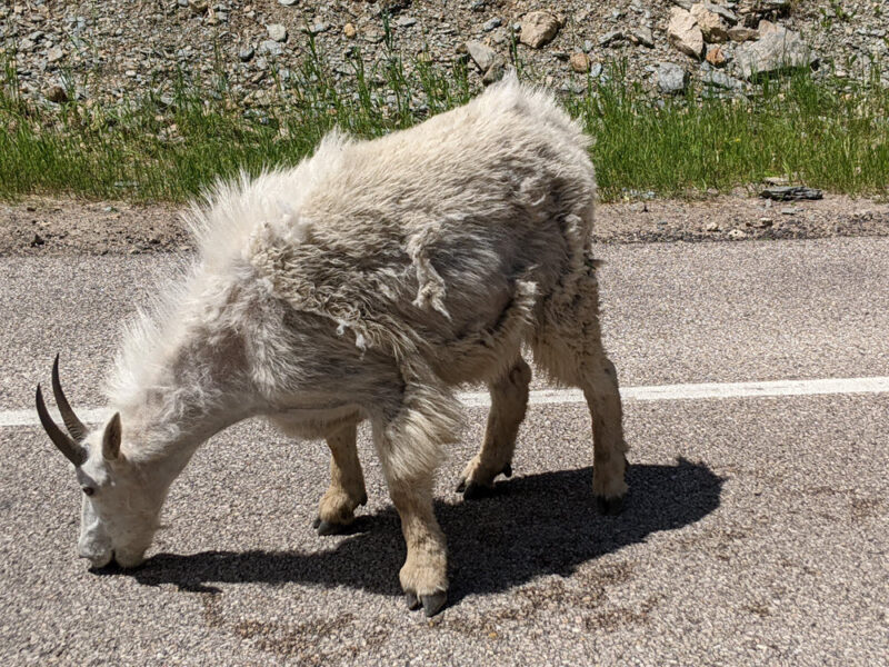 We saw lots of mountain goats up close
