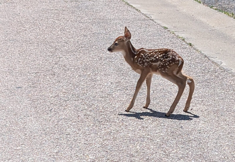Tons of baby deer this year.