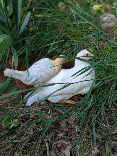 Mattie's chicks.