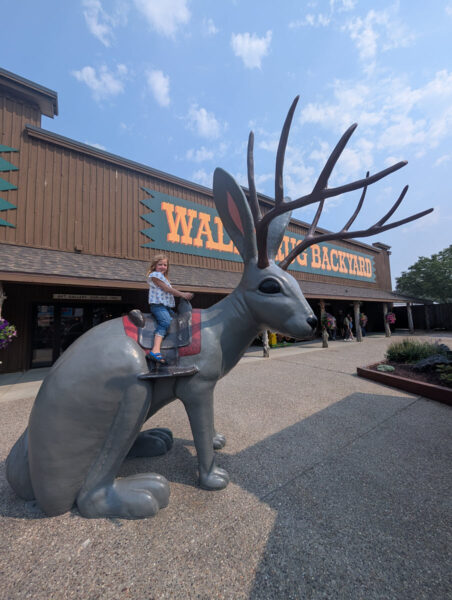 Jackalope!