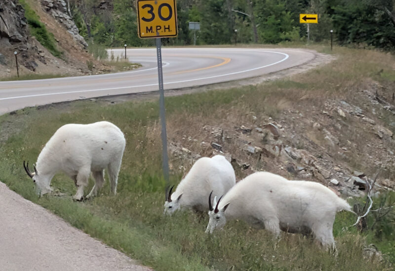 Mountain goats in the canyon.